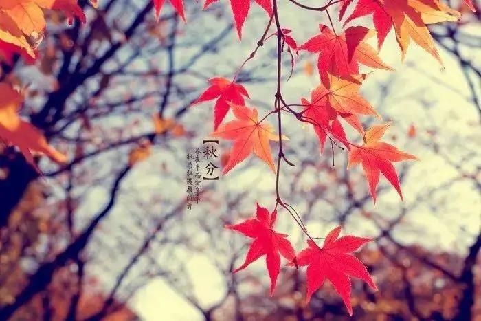 【秋分】——众山带上勤奋远航(图2)